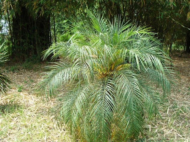  Female Plant